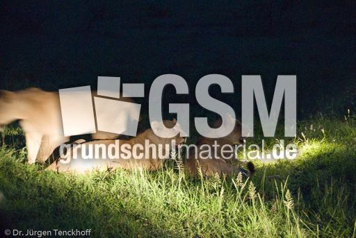 Löwen (67 von 69).jpg